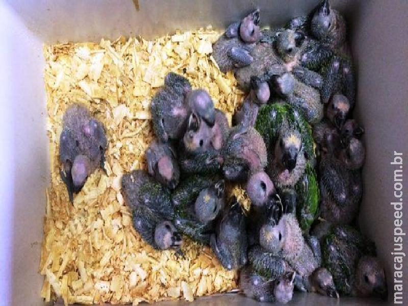 Homem é condenado a pagar R$ 141 mil por manter filhotes de papagaio em cativeiro Homem é condenado a pagar R$ 141 mil por manter filhotes de papagaio em cativeiro