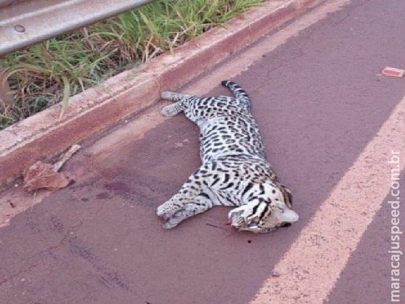 Jaguatirica é encontrada morta na MS-278 entre Nova América e Cristalina