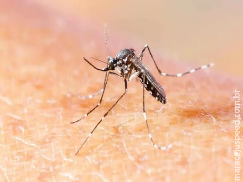 Mato Grosso do Sul soma 10 mortes por Chikungunya desde o início de 2025 Mato Grosso do Sul soma 10 mortes por Chikungunya desde o início de 2025
