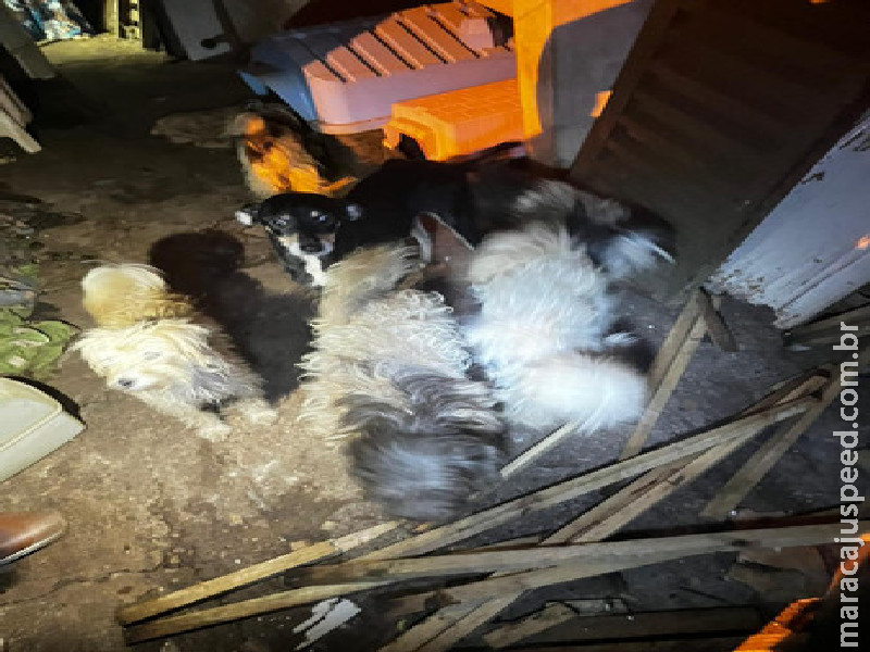 Maus-tratos a animais levam à prisão de servidora pública Maus-tratos a animais levam à prisão de servidora pública