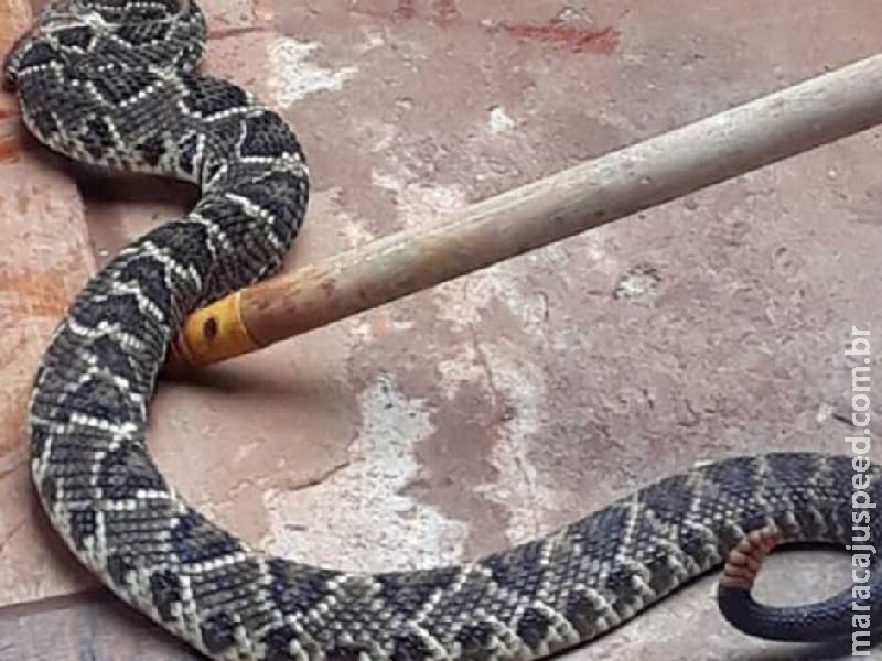 Mulher é picada por cobra e sofre com dores em Ladário Mulher é picada por cobra e sofre com dores em Ladário