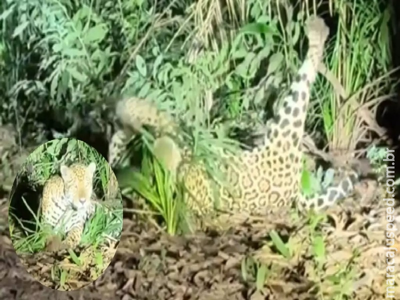 Onça age como gatinha e faz ‘show’ para humanos no Pantanal de MS Onça age como gatinha e faz ‘show’ para humanos no Pantanal de MS