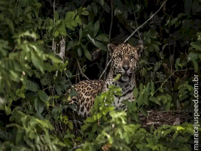 Presença de onça faz comunidade evitar circulação de crianças e recolher animais domésticos Presença de onça faz comunidade evitar circulação de crianças e recolher animais domésticos