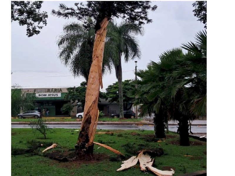 Raio atinge árvore em praça de Dourados durante chuva acompanhada de trovoadas Raio atinge árvore em praça de Dourados durante chuva acompanhada de trovoadas