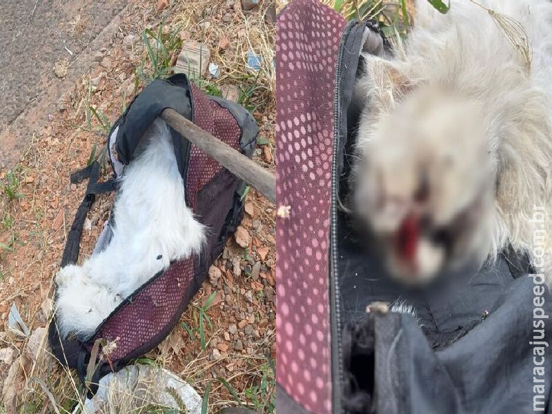 Tutora encontra Léo morto e com sinais de pauladas em Campo Grande Tutora encontra Léo morto e com sinais de pauladas em Campo Grande
