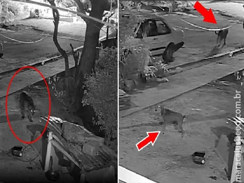 Vereador pede até helicóptero para capturar onças que Vereador pede até helicóptero para capturar onças que