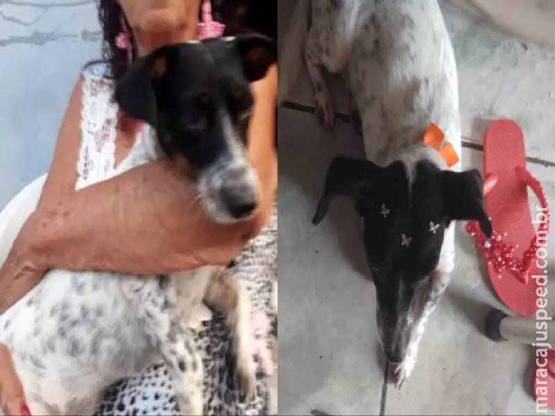 Viu a Lilica? Cachorrinha de idosa desaparece no Jardim Sayonara Viu a Lilica? Cachorrinha de idosa desaparece no Jardim Sayonara