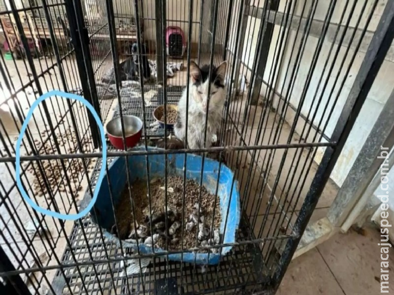 200 animais são encontrados em meio a fezes e trancados em gaiolas em ONG em Campo Grande 200 animais são encontrados em meio a fezes e trancados em gaiolas em ONG em Campo Grande