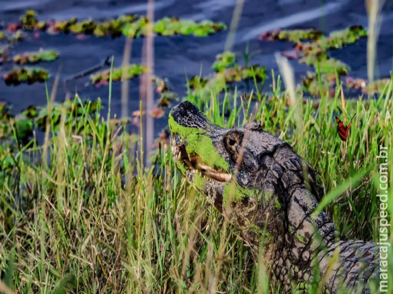 Área queimada no Pantanal de MS reduz 92,8% no começo de 2025 em relação a 2024
