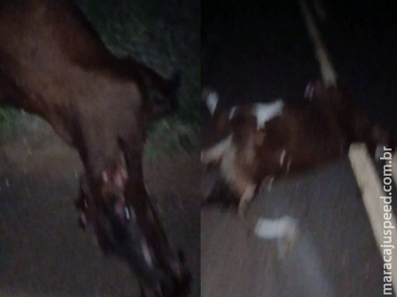 Bebê de 5 meses que estava em carro que bateu em vacas na MS-430 morre no hospital em MS Bebê de 5 meses que estava em carro que bateu em vacas na MS-430 morre no hospital em MS