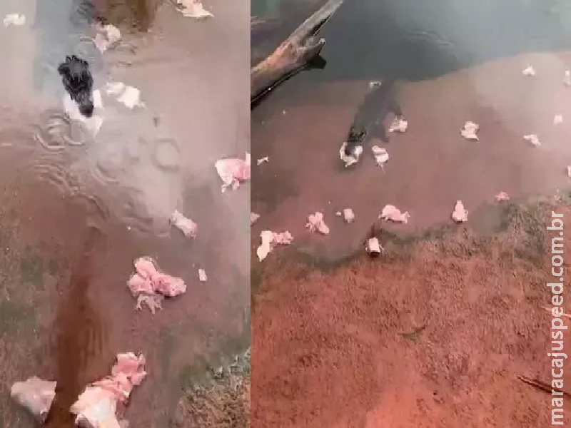 Bioparque esclarece se jacarés ficaram agressivos e partiram para cima de tratadores em Campo Grande Bioparque esclarece se jacarés ficaram agressivos e partiram para cima de tratadores em Campo Grande
