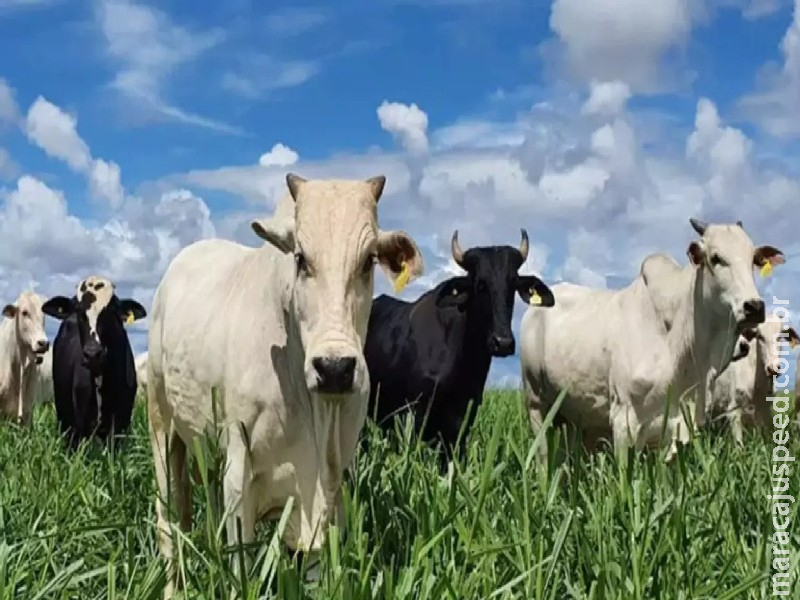 Ciência e inovação: projetos de MS são selecionados para receber apoio em pesquisas de sustentabilidade no agro