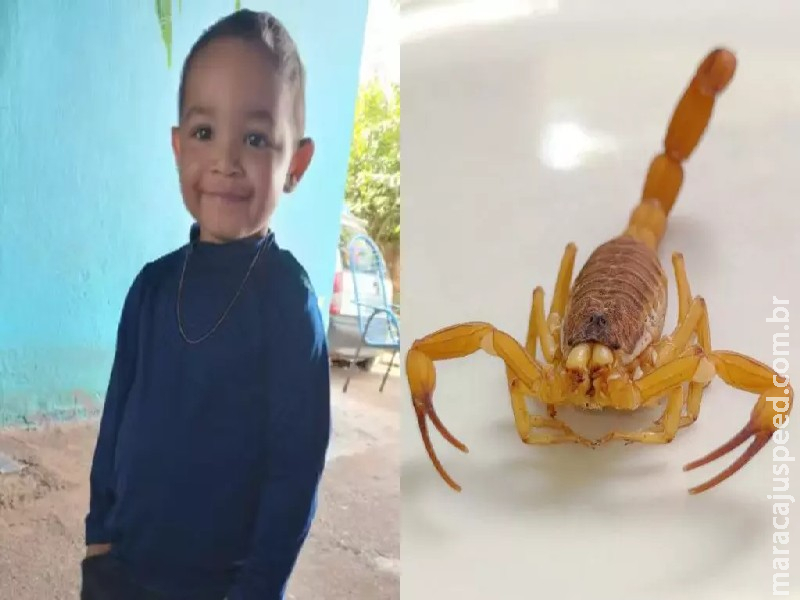 Criança de 3 anos é picada por escorpião, sofre 33 paradas cardíacas e morre no Paraná, diz família Criança de 3 anos é picada por escorpião, sofre 33 paradas cardíacas e morre no Paraná, diz família