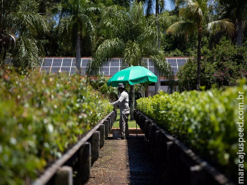 Empresa paulista vai restaurar 466 hectares de mata nativa em MS Empresa paulista vai restaurar 466 hectares de mata nativa em MS