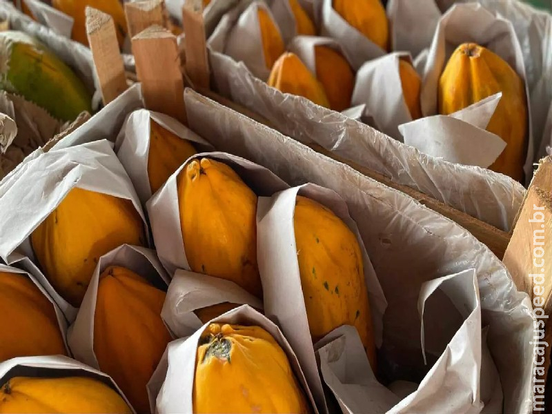 Enquanto a maça e o mamão encarecem, preço do limão e batata caem na Ceasa-MS