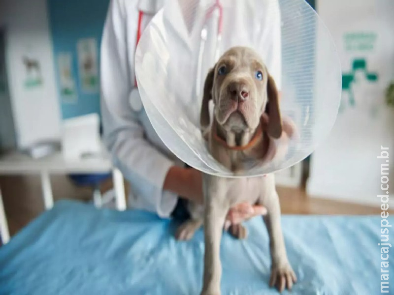 Falso médico veterinário denunciado após morte de cadela é investigado por corrupção e falsificação