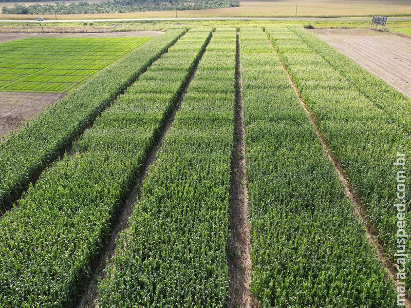 Fundação MS reúne centenas de trabalhos de pesquisa agrícola em plataforma gratuita para o produtor rural Fundação MS reúne centenas de trabalhos de pesquisa agrícola em plataforma gratuita para o produtor rural