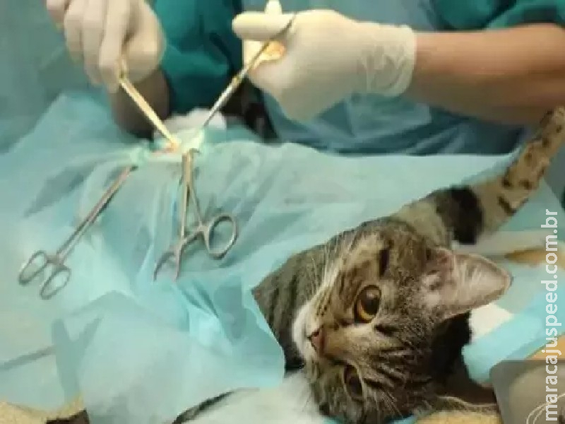 Governo do Estado firma acordo com 6 cidades para realização de programa de castração de pets Governo do Estado firma acordo com 6 cidades para realização de programa de castração de pets