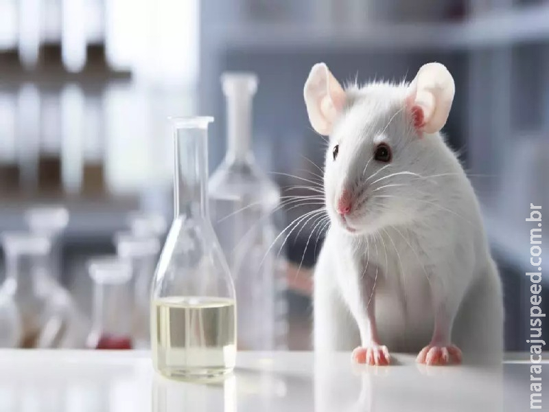 Governo Federal proíbe testes de cosméticos em animais no Brasil