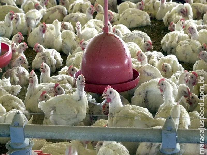 Gripe aviária: África do Sul e Cingapura retomam importação de frango brasileiro Gripe aviária: África do Sul e Cingapura retomam importação de frango brasileiro