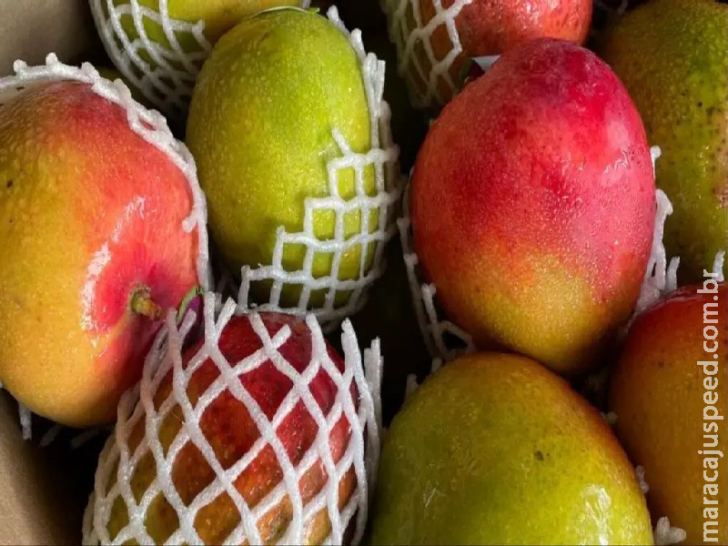 LISTA: Manga e cebola seguem em queda, enquanto melão e tomate sobem na Ceasa-MS LISTA: Manga e cebola seguem em queda, enquanto melão e tomate sobem na Ceasa-MS