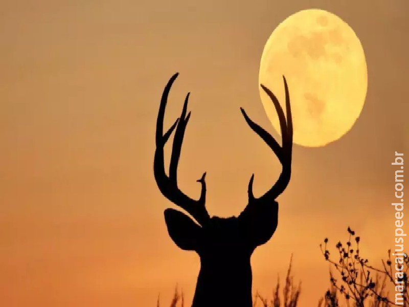 ‘Lua do veado’ aparece nesta quinta; entenda o nome e saiba qual melhor horário para observar ‘Lua do veado’ aparece nesta quinta; entenda o nome e saiba qual melhor horário para observar