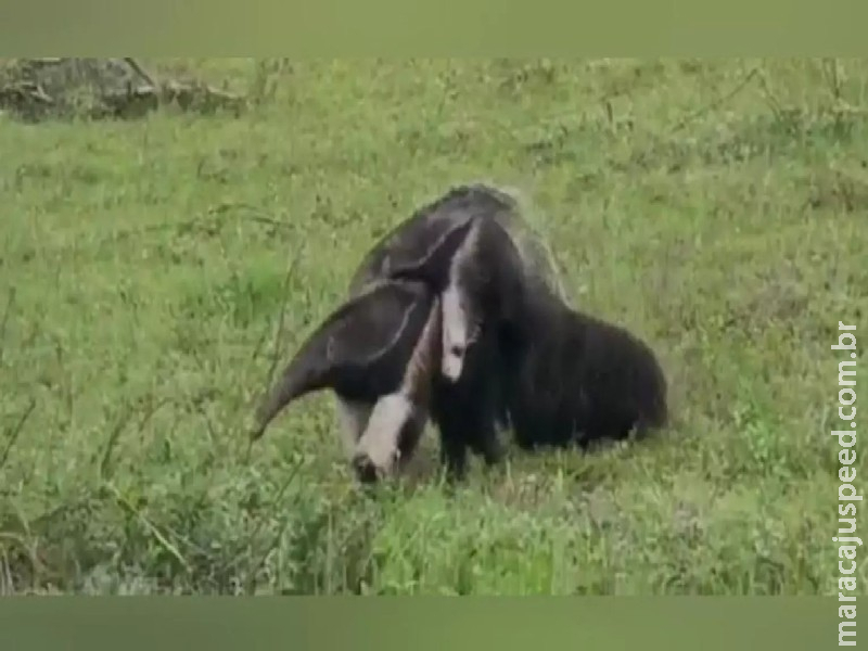 Mamãe tamanduá desfila com filhote no colo e encanta turistas no Pantanal Mamãe tamanduá desfila com filhote no colo e encanta turistas no Pantanal