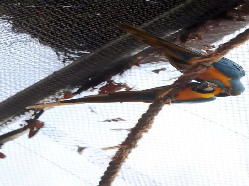Morte de mais quatro aves gera suspeita e fecha Bioparque ao público
