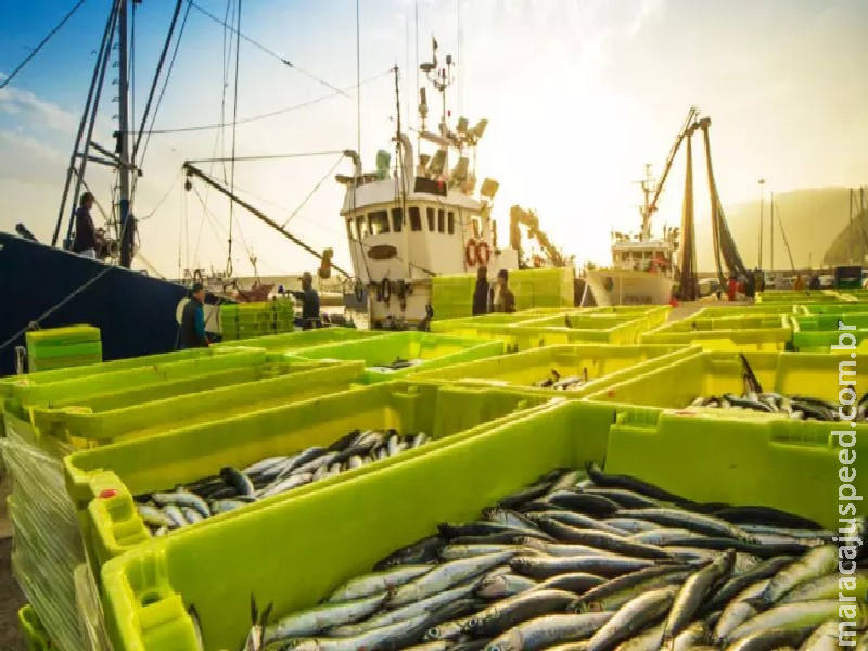 Peixe BR: tarifa de 50% dos EUA atinge diretamente o setor e é preciso restabelecer diálogo Peixe BR: tarifa de 50% dos EUA atinge diretamente o setor e é preciso restabelecer diálogo