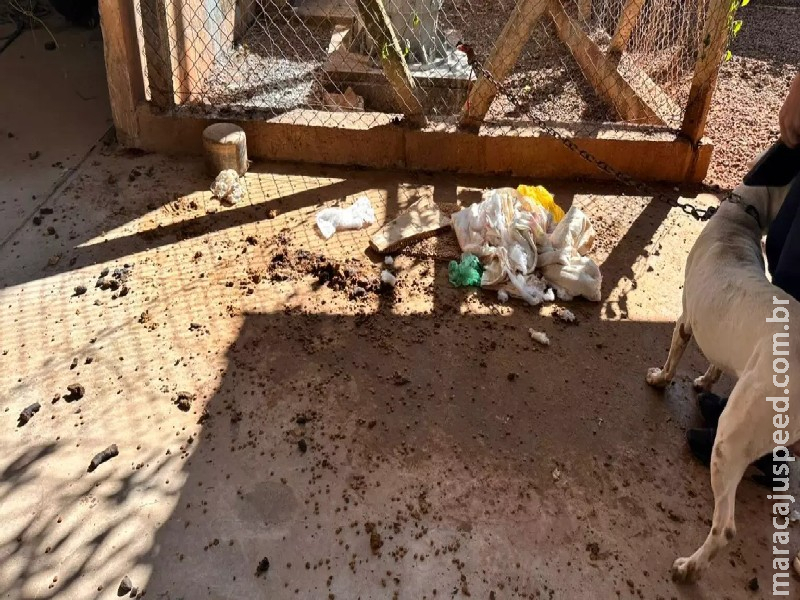 Pit bull é resgatado em meio a fezes, sem água e comida, no Santo Eugênio Pit bull é resgatado em meio a fezes, sem água e comida, no Santo Eugênio
