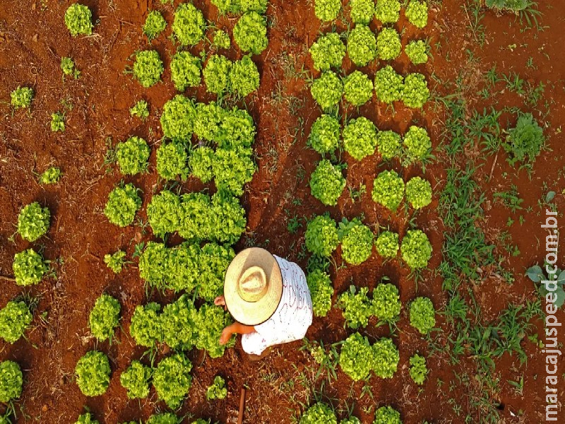 Prefeitura institui ‘Selo da Agricultura Familiar’ em Campo Grande