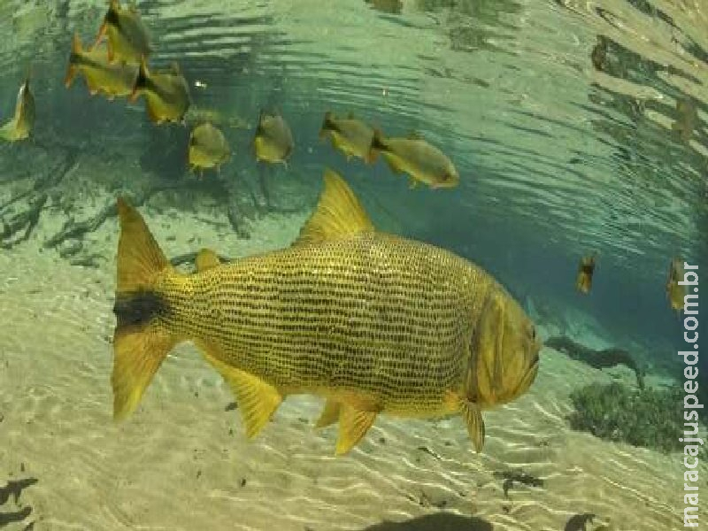 Principal polêmica na Assembleia, proibição da pesca segue travada Principal polêmica na Assembleia, proibição da pesca segue travada