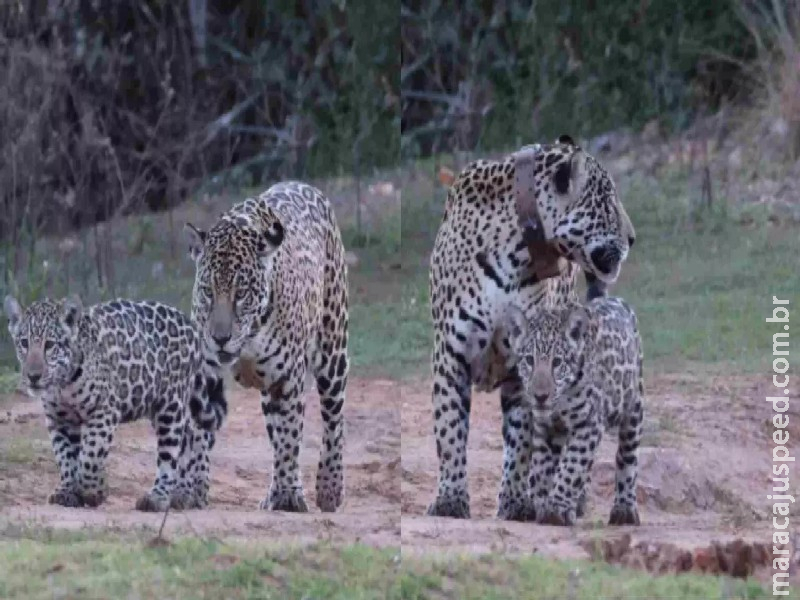 Alerta de fofura: onça Aracy e filhote de quatro meses roubam a cena no Pantanal Alerta de fofura: onça Aracy e filhote de quatro meses roubam a cena no Pantanal