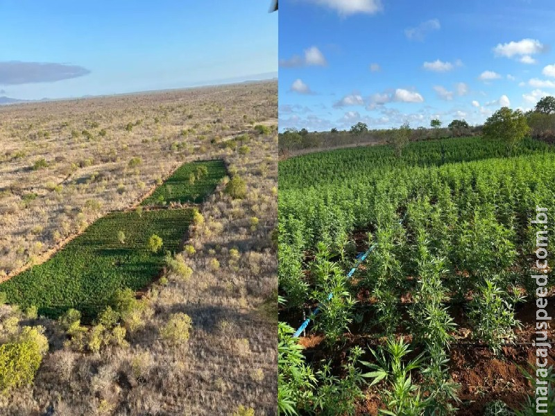 BA: 200 mil pés de maconhas são encontradas em Operação Nordeste Integrado BA: 200 mil pés de maconhas são encontradas em Operação Nordeste Integrado
