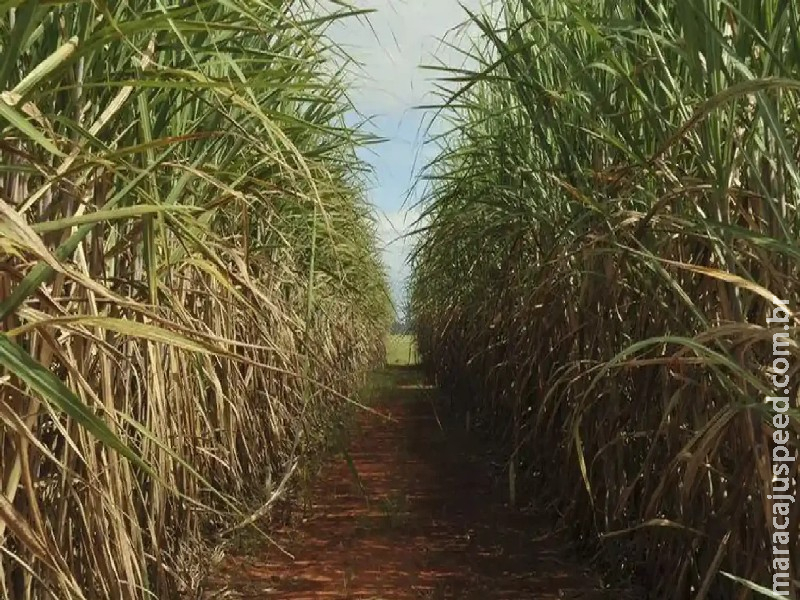Boletim da Safra 25/26 aponta MS com 11,3% da produção nacional de cana-de-açúcar Boletim da Safra 25/26 aponta MS com 11,3% da produção nacional de cana-de-açúcar