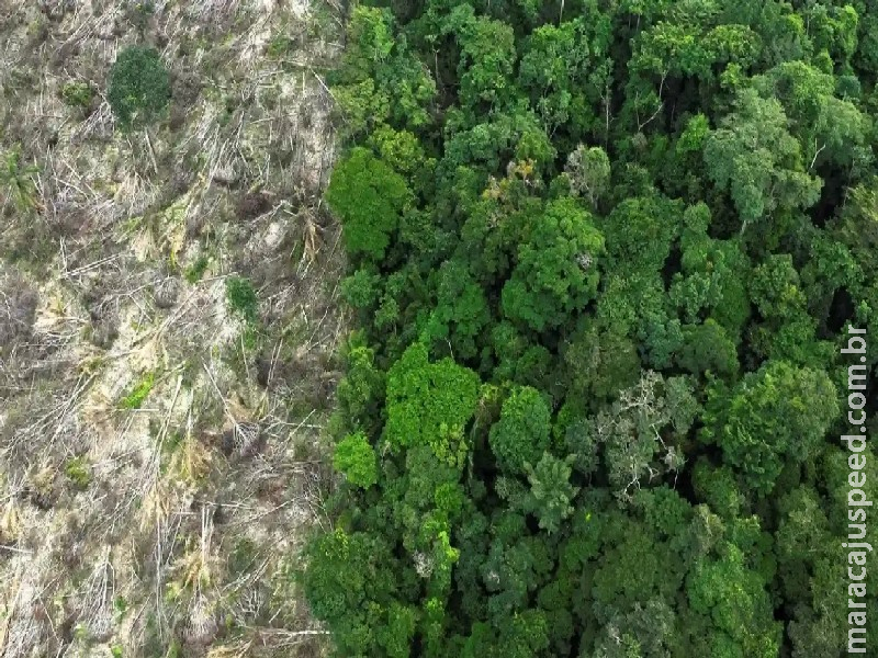 Brasil perdeu 111,7 milhões de hectares de áreas naturais em 40 anos Brasil perdeu 111,7 milhões de hectares de áreas naturais em 40 anos