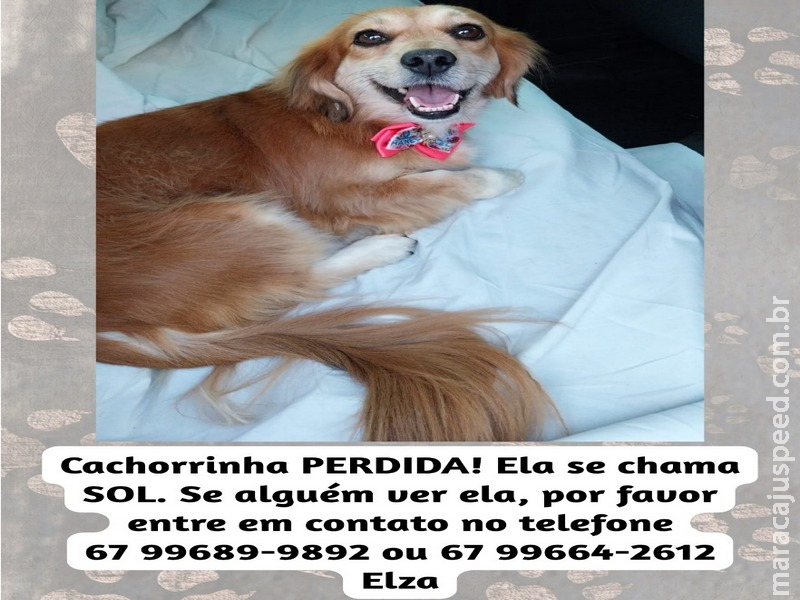 Cachorrinha SOL está desaparecida nas imediações do Bairro Cambaraí em Maracaju Cachorrinha SOL está desaparecida nas imediações do Bairro Cambaraí em Maracaju