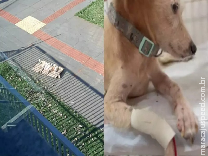 Cadelinha é abandonada com as patas quebradas e moradora faz rifa para pagar cirurgia de R$ 3,2 mil Cadelinha é abandonada com as patas quebradas e moradora faz rifa para pagar cirurgia de R$ 3,2 mil
