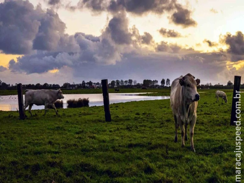 Campo Grande exporta R$ 630 milhões em carne aos EUA e é cidade de MS mais afetada por tarifaço