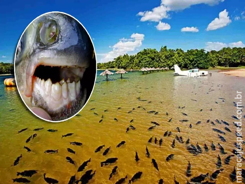 Cinco meses depois, MPMS vai acompanhar providências de balneário após ataques de peixes Cinco meses depois, MPMS vai acompanhar providências de balneário após ataques de peixes