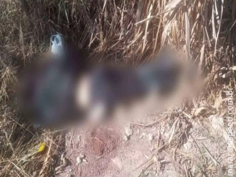 Com ferimentos na cabeça, mulher é encontrada morta em matagal de Corumbá