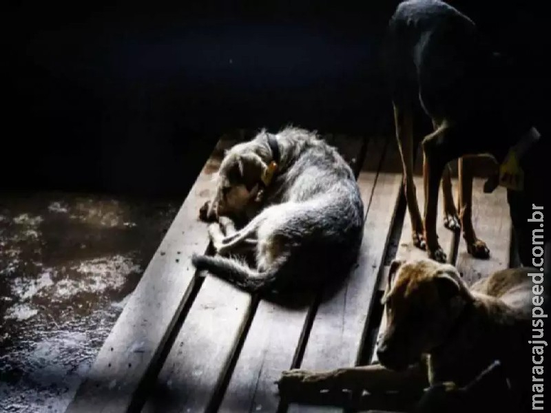 Crueldade: Homem é preso após castrar cachorro com canivete em Aparecida do Taboado Crueldade: Homem é preso após castrar cachorro com canivete em Aparecida do Taboado