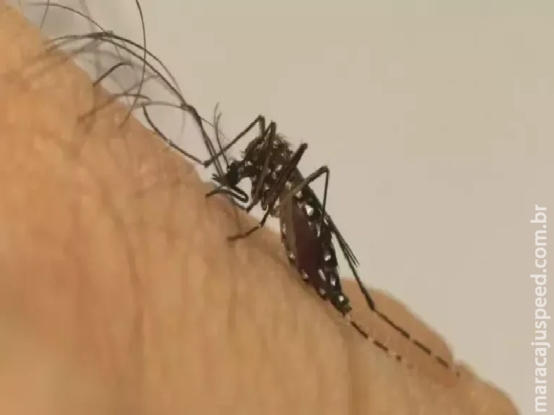 Doenças transmitidas por mosquitos serão ‘novo normal’ na Europa Doenças transmitidas por mosquitos serão ‘novo normal’ na Europa