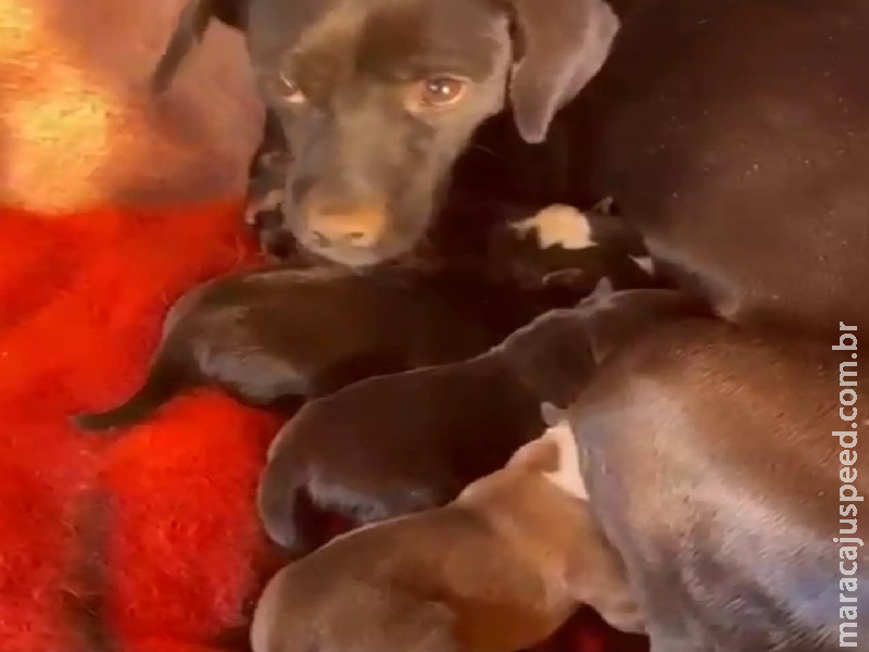 Dourados é alvo de investigação que apura falta de políticas para animais abandonados