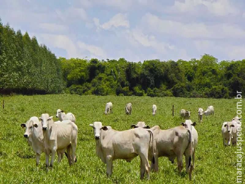 Governo de MS publica Plano ABC+ para reduzir emissões de gases estufa na agropecuária Governo de MS publica Plano ABC+ para reduzir emissões de gases estufa na agropecuária