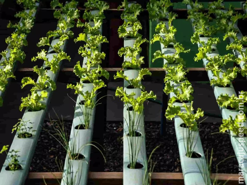 Hidroponia na vitrine para escolha leva inovação de hortifrúti para moradores do Coophasul