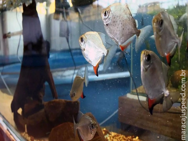 Justiça marca audiência em ação que cobra empresa por morte de 6 mil peixes do Bioparque