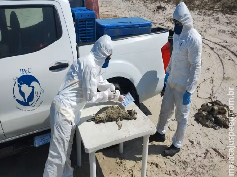 Mais de 350 pinguins são encontrados mortos em menos de 5 dias no litoral de SP Mais de 350 pinguins são encontrados mortos em menos de 5 dias no litoral de SP