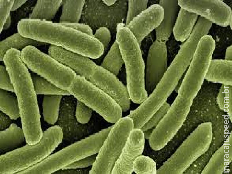Peste bubônica: americano é diagnosticado com doença rara na Califórnia Peste bubônica: americano é diagnosticado com doença rara na Califórnia