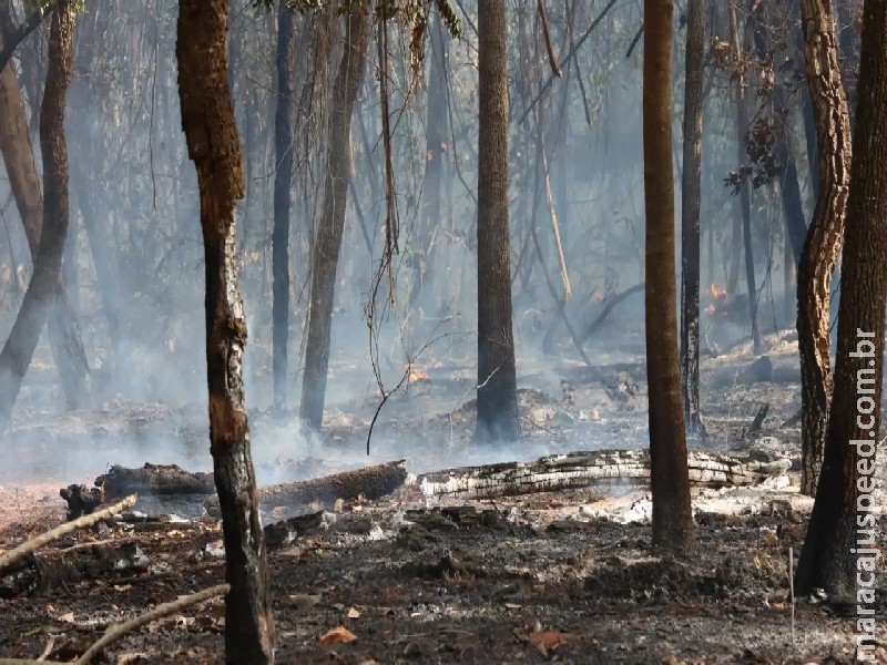 Presidente lamenta destruição de área verde após incêndio na Associação Nipo